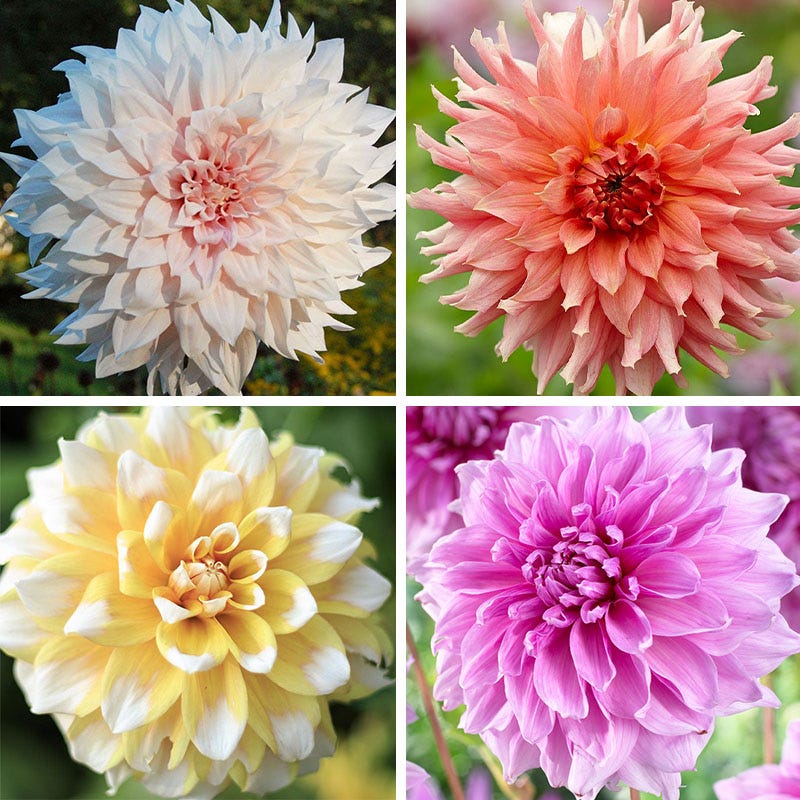 Cupcake Dinner Plate Dahlia Collection