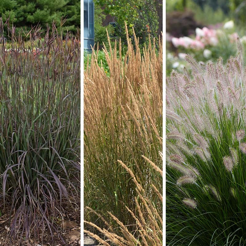 Curb Appeal Ornamental Grass Collection