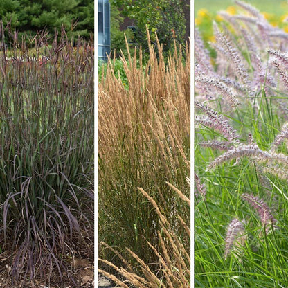 Curb Appeal Ornamental Grass Collection
