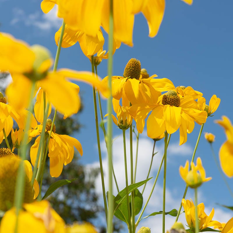 American Meadows Cutleaf Coneflower