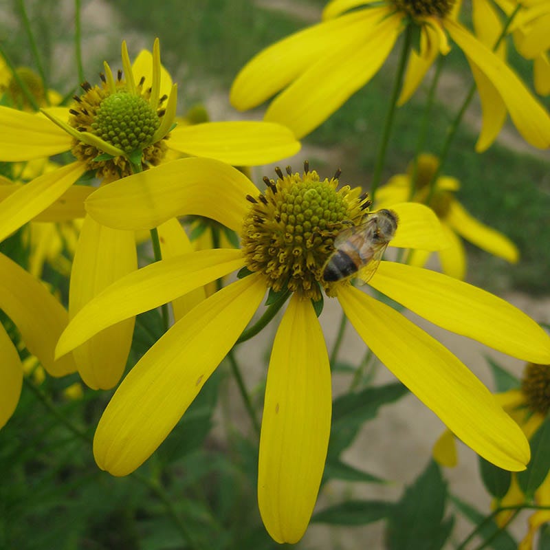 Cutleaf Coneflower