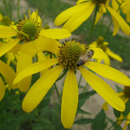 Cutleaf Coneflower