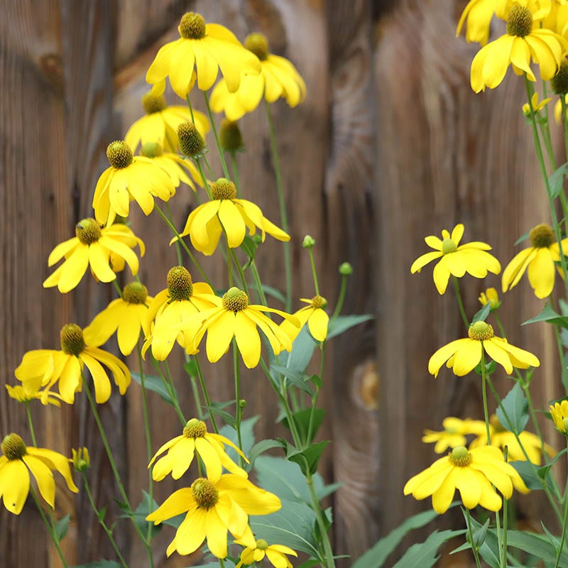 Cutleaf Coneflower