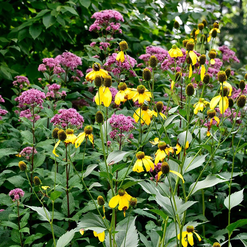 American Meadows Cutleaf Coneflower - Thumbnail 4