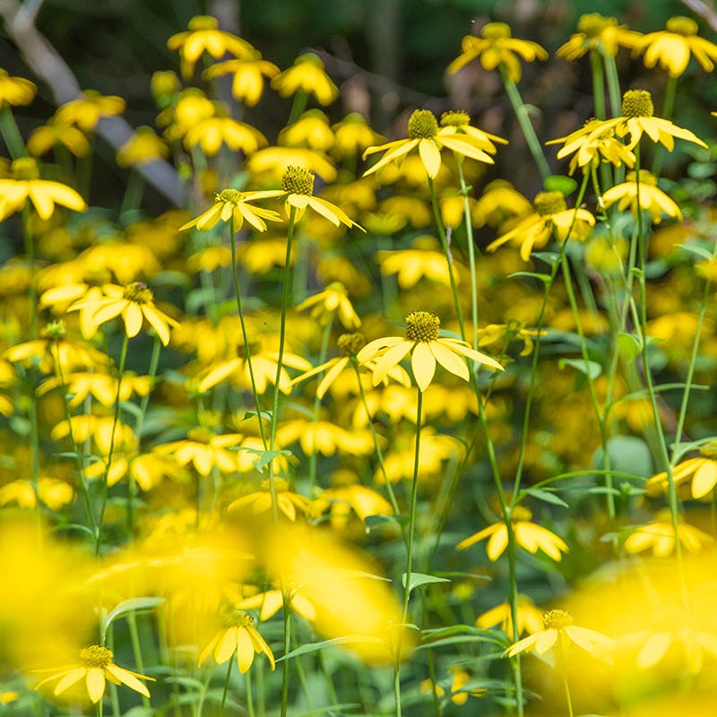 American Meadows Cutleaf Coneflower - Thumbnail 5