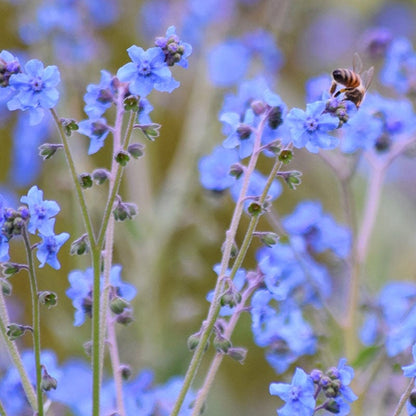 Chinese Forget-Me-Not Seeds