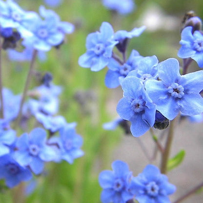 Chinese Forget-Me-Not Seeds