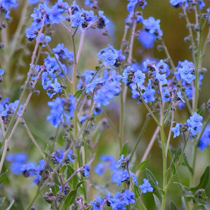 Chinese Forget-Me-Not Seeds