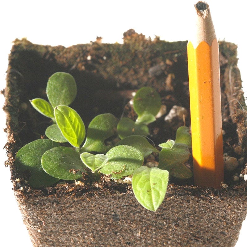 Chinese Forget-Me-Not Seeds