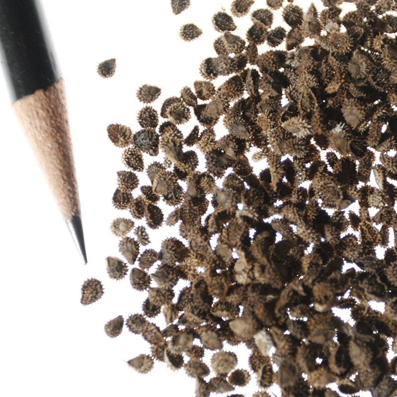 planting chinese forget-me-not seeds Chinese Forget Me Not Seeds, Cynoglossum amabile