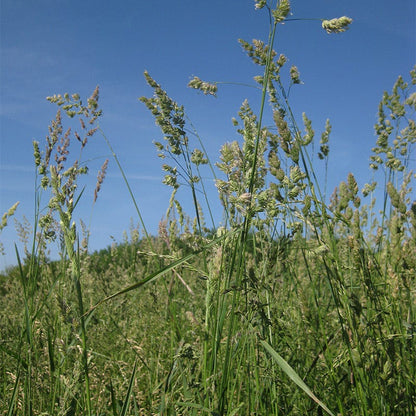 Orchard Grass Seeds