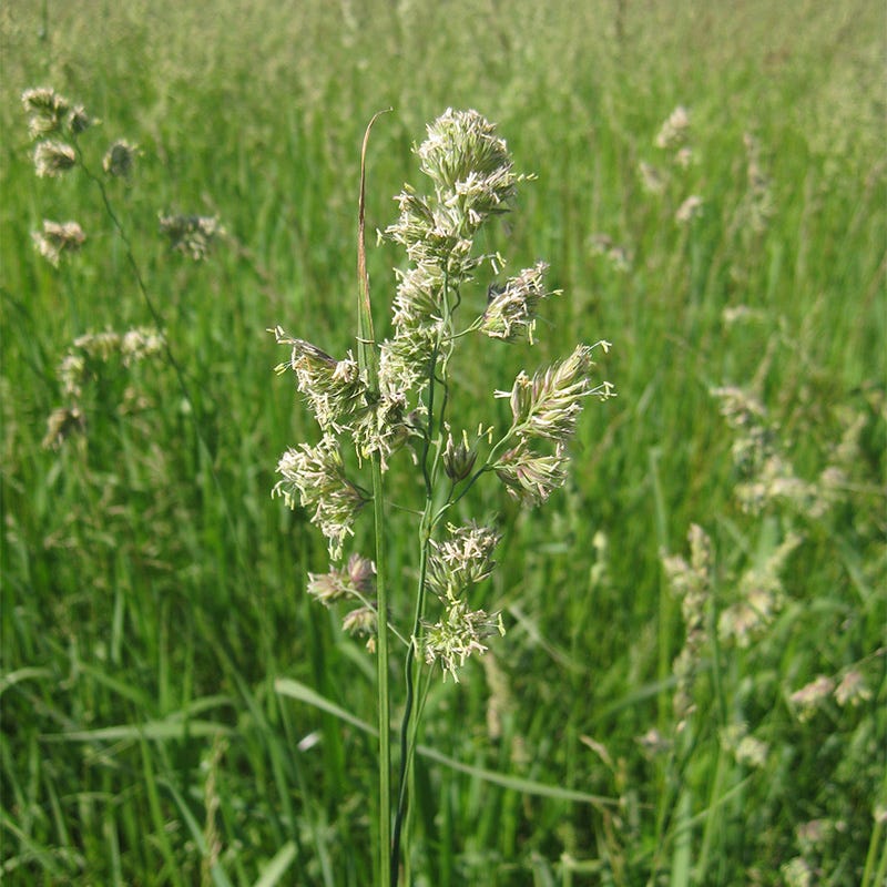 10 lb Orchard Grass Seeds by American Meadows