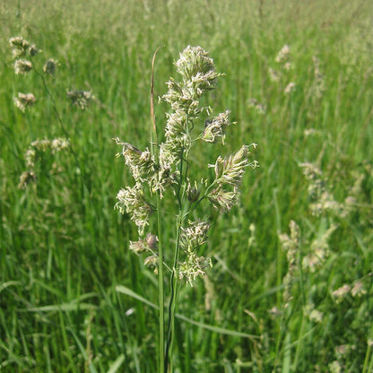 Orchard Grass Seeds