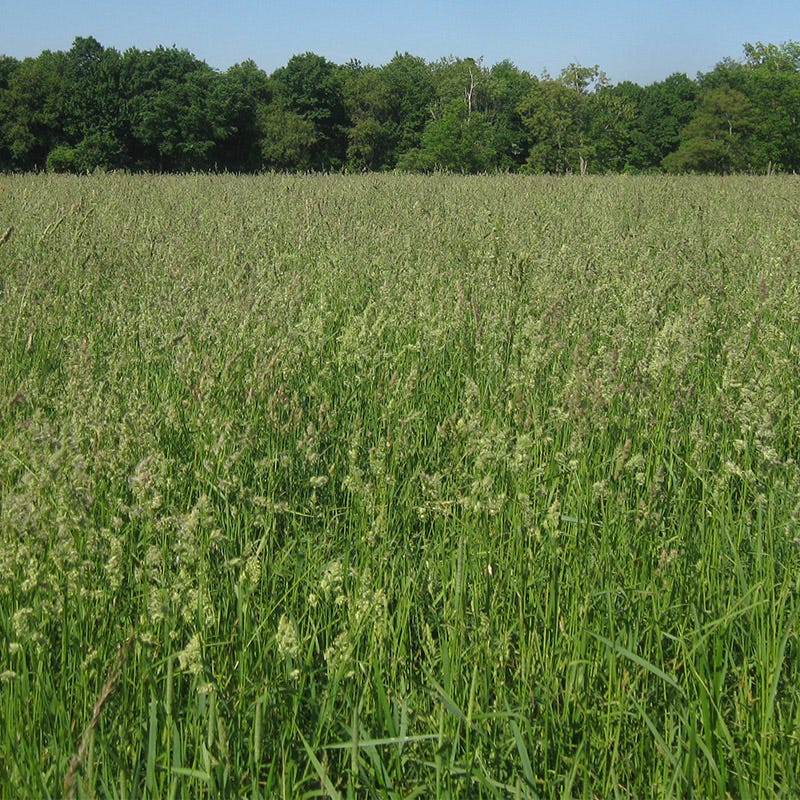 Orchard Grass Seeds