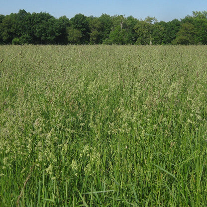 Orchard Grass Seeds
