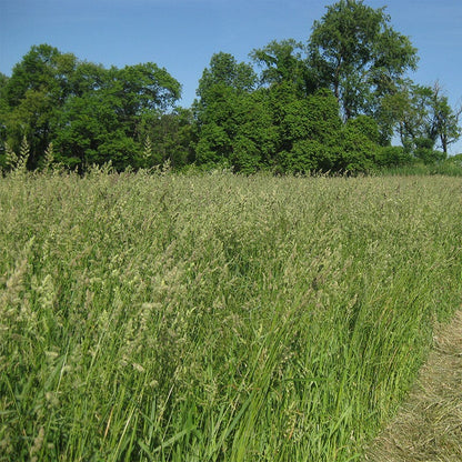 Orchard Grass Seeds