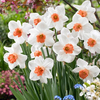 Cool Flame Large Cupped Daffodil - Thumbnail 2