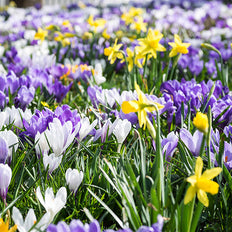 Fall-Planted Flower Bulbs