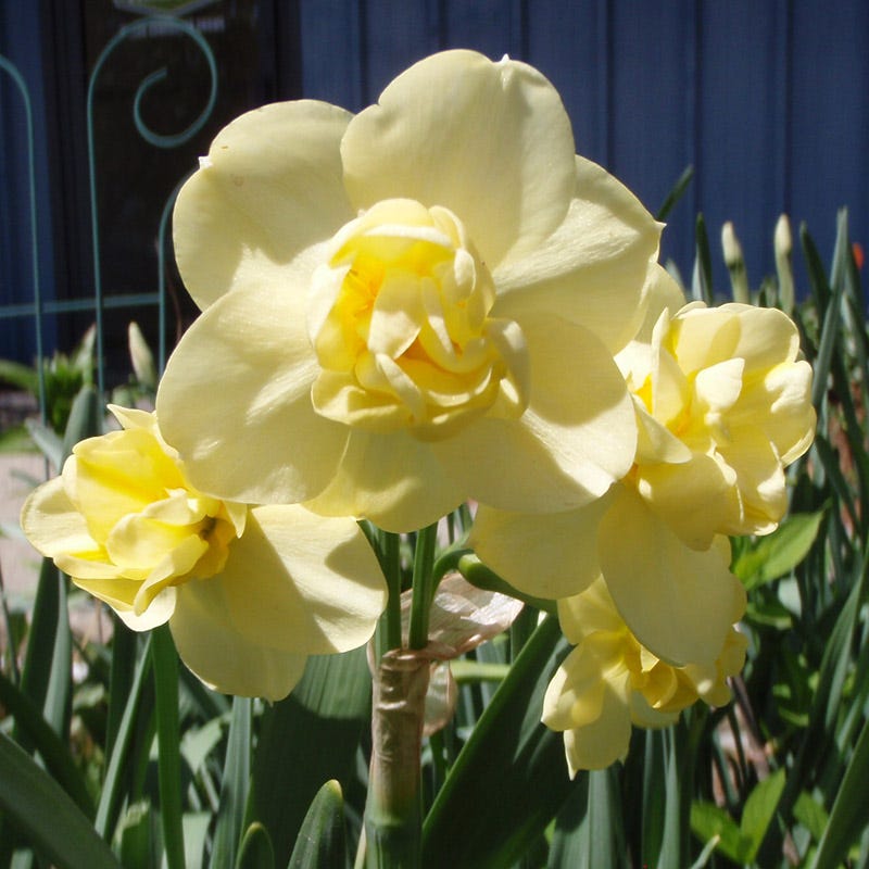 Yellow Cheerfulness Double Daffodil