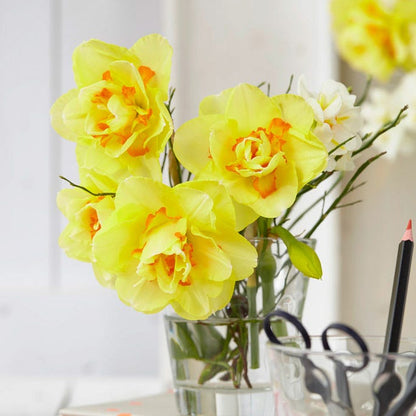 Tahiti Double Daffodil