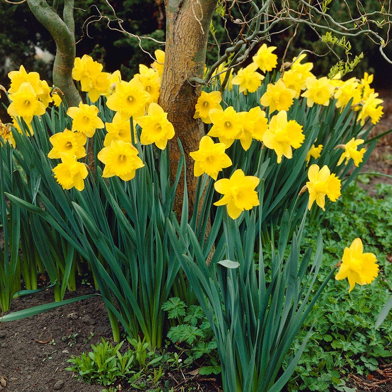 Dutch Master Trumpet Daffodil