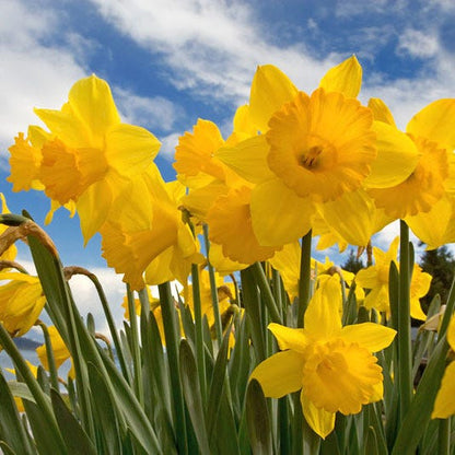 Dutch Master Trumpet Daffodil