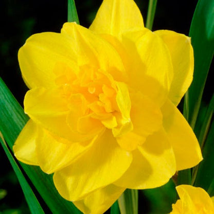 Citrus Daffodil Flower Bulb Collection