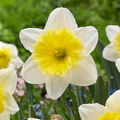 Lemon Chiffon Daffodil Flower Bulb Collection