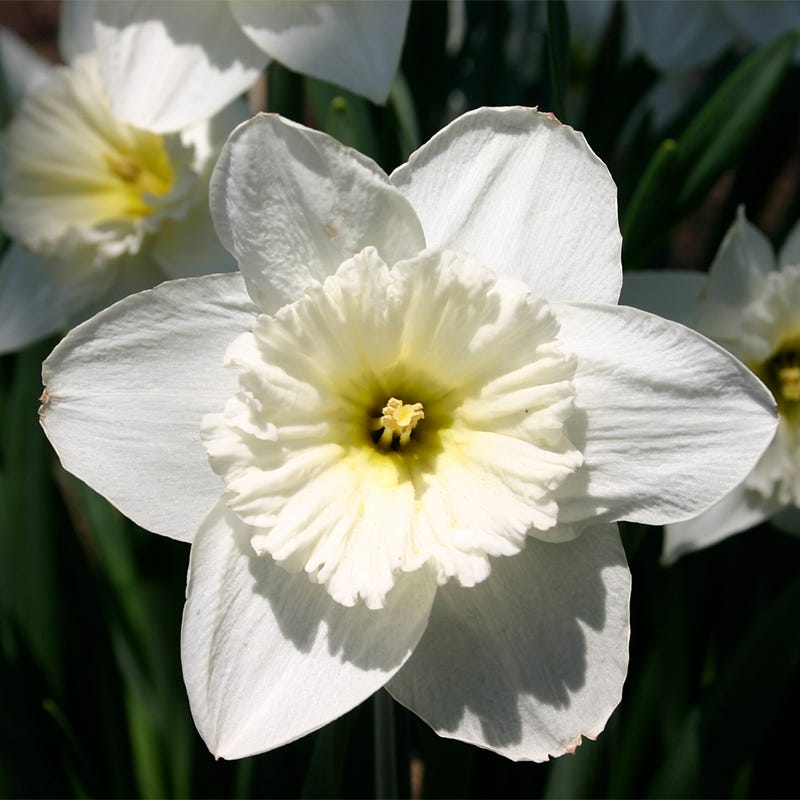 Mount Hood Trumpet Daffodil - Thumbnail 2