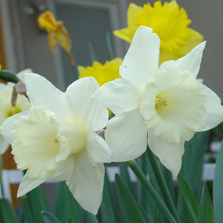 Lemon Chiffon Daffodil Flower Bulb Collection