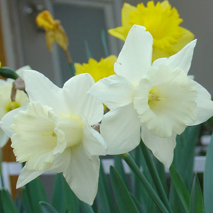 Lemon Chiffon Daffodil Flower Bulb Collection
