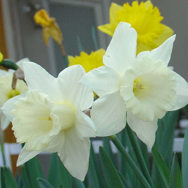 Mount Hood Trumpet Daffodil - Thumbnail 4