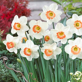 Pink Charm Large Cupped Daffodil