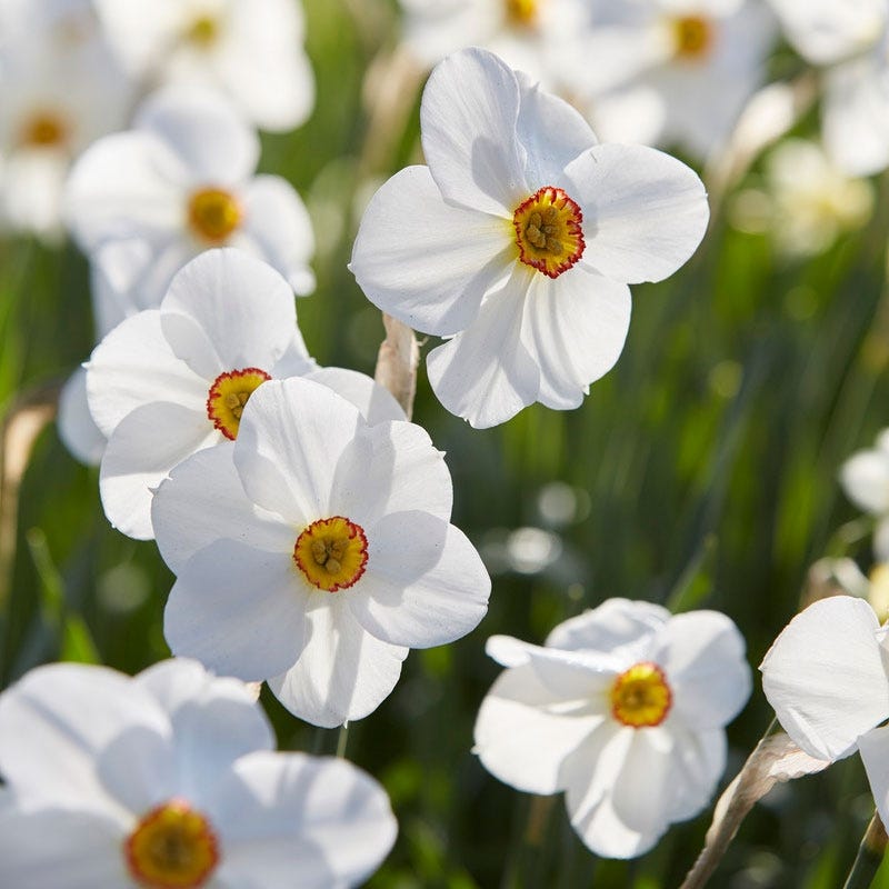 The Poet's Daffodil Actaea