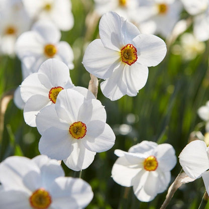 The Poet's Daffodil Actaea
