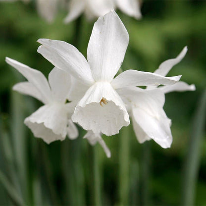 Thalia Daffodil