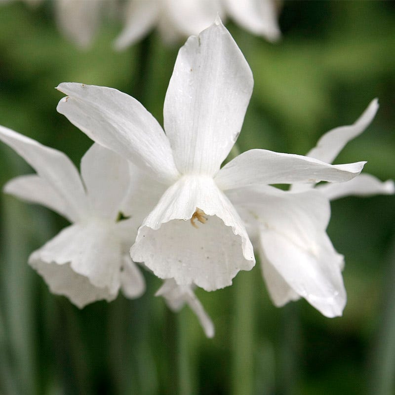 Snow Drift White Daffodil Bulb Collection
