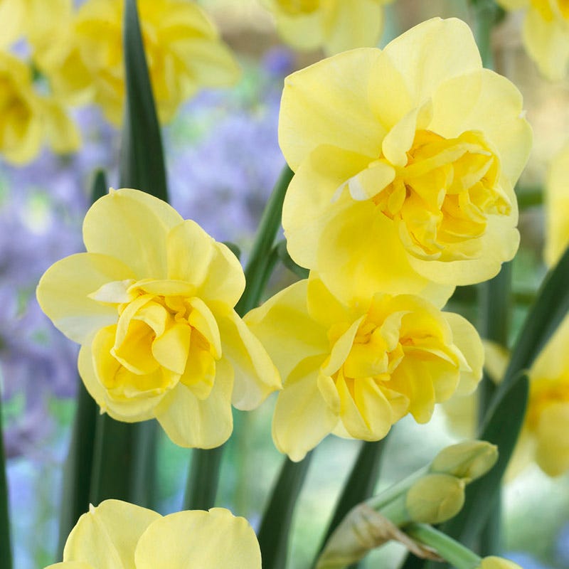 Premier Flower Bulb Collection