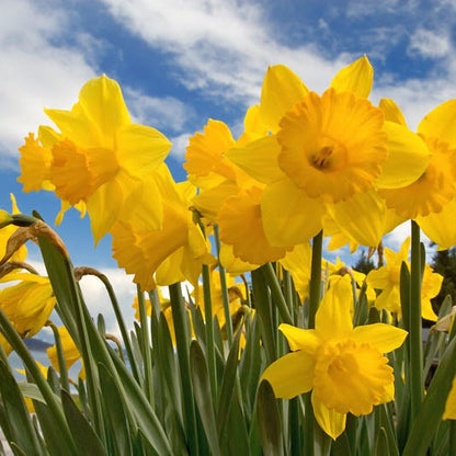 Citrus Daffodil Flower Bulb Collection