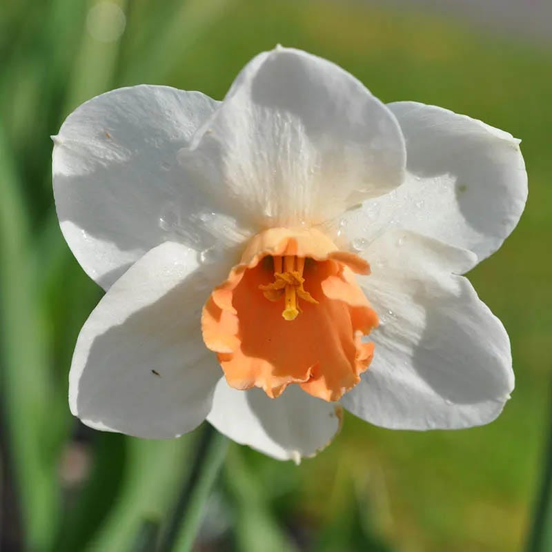 Blushing Daffodil Flower Bulb Collection