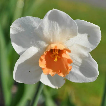Blushing Daffodil Flower Bulb Collection