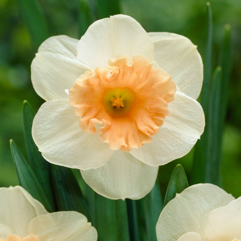 Pink Parasol Trumpet Daffodil