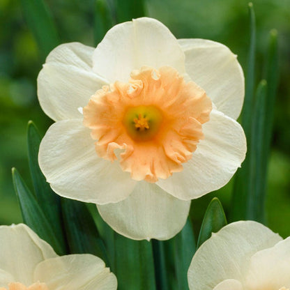 Pink Parasol Trumpet Daffodil