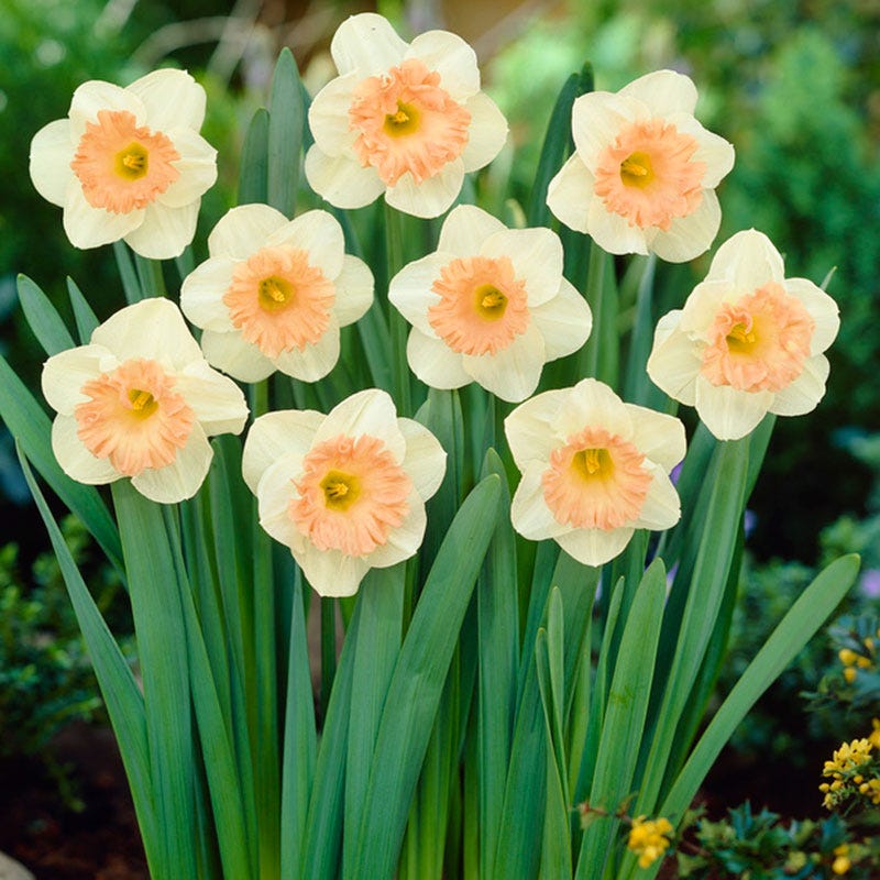 Pink Parasol Trumpet Daffodil
