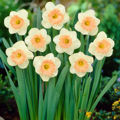 Pink Parasol Trumpet Daffodil