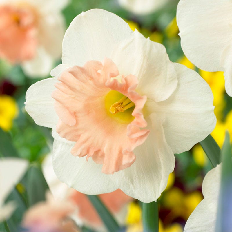 Pink Parasol Trumpet Daffodil