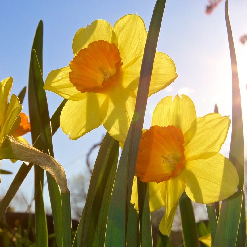 Scarlett O'Hara Large Cupped Daffodil