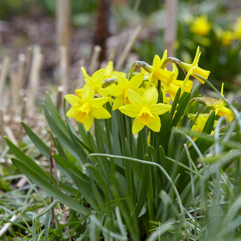 Naturalizing Fairy Garden Bulb Collection