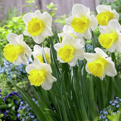 Holland Sensation Trumpet Daffodil