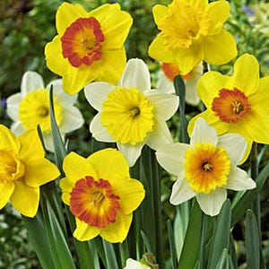 Large Cupped Daffodil Mix